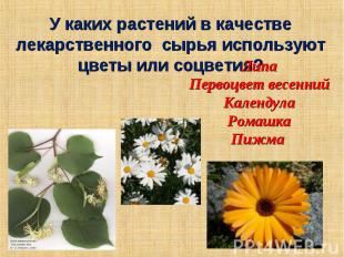 У каких растений в качестве лекарственного сырья используют цветы или соцветия?