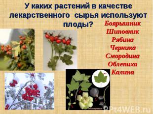 У каких растений в качестве лекарственного сырья используют плоды? Боярышник Шип