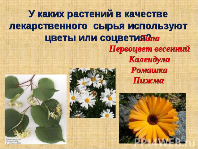 У каких растений в качестве лекарственного сырья используют цветы или соцветия? Липа Первоцвет весенний Календула Ромашка Пижма
