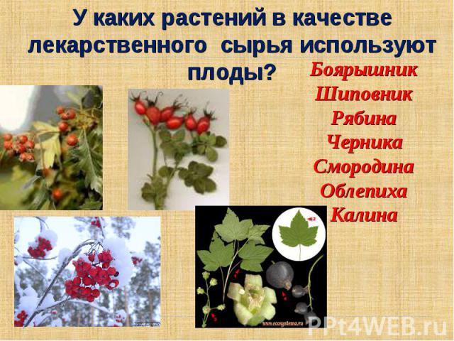 У каких растений в качестве лекарственного сырья используют плоды? Боярышник Шиповник Рябина Черника Смородина Облепиха Калина