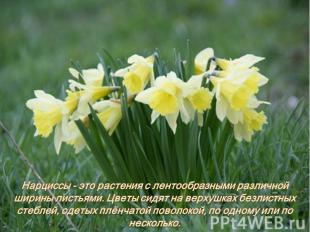 Нарциссы - это растения с лентообразными различной ширины листьями. Цветы сидят