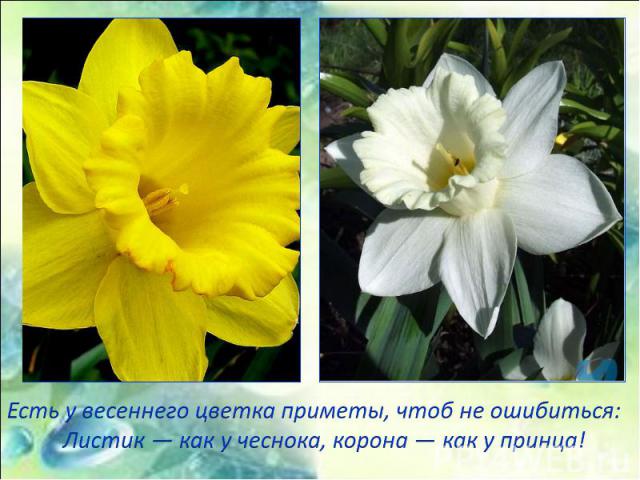 Есть у весеннего цветка приметы, чтоб не ошибиться: Листик — как у чеснока, корона — как у принца!