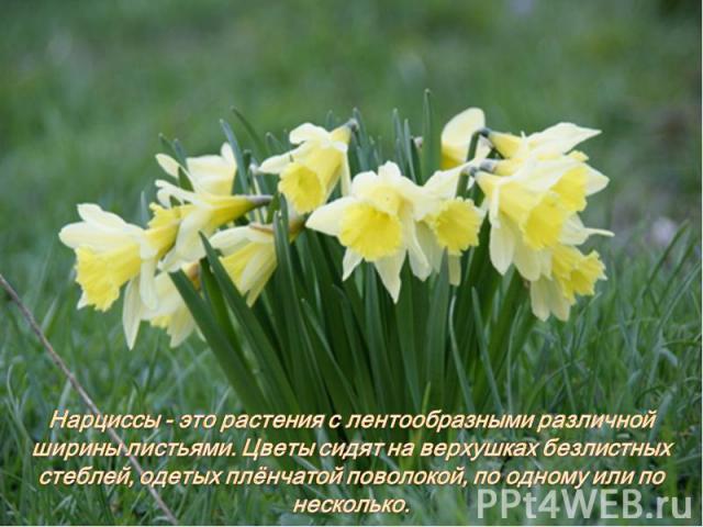 Нарциссы - это растения с лентообразными различной ширины листьями. Цветы сидят на верхушках безлистных стеблей, одетых плёнчатой поволокой, по одному или по несколько.
