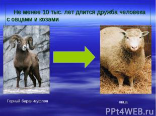 Не менее 10 тыс. лет длится дружба человека с овцами и козами