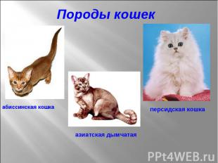 Породы кошек абиссинская кошка азиатская дымчатая персидская кошка