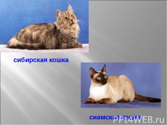 сибирская кошка сиамская кошка