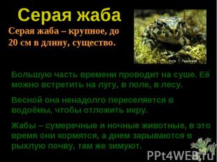 Серая жаба Серая жаба – крупное, до 20 см в длину, существо. Большую часть време