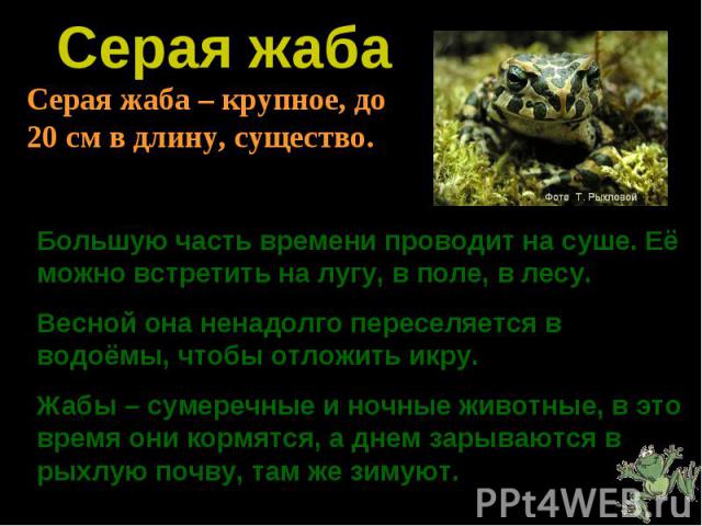 Серая жаба Серая жаба – крупное, до 20 см в длину, существо. Большую часть времени проводит на суше. Её можно встретить на лугу, в поле, в лесу. Весной она ненадолго переселяется в водоёмы, чтобы отложить икру. Жабы – сумеречные и ночные животные, в…