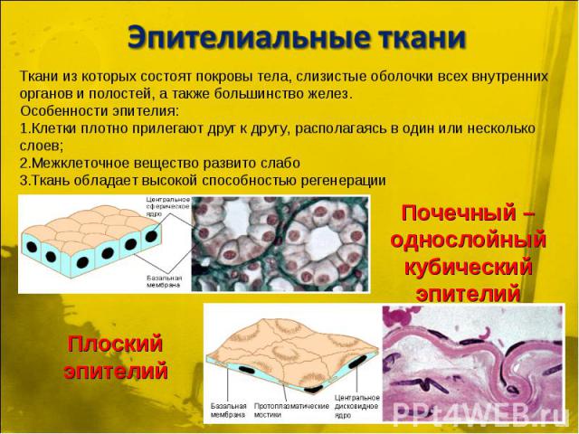 Эпителиальные тканиТкани из которых состоят покровы тела, слизистые оболочки всех внутренних органов и полостей, а также большинство желез. Особенности эпителия: Клетки плотно прилегают друг к другу, располагаясь в один или несколько слоев; Межклето…