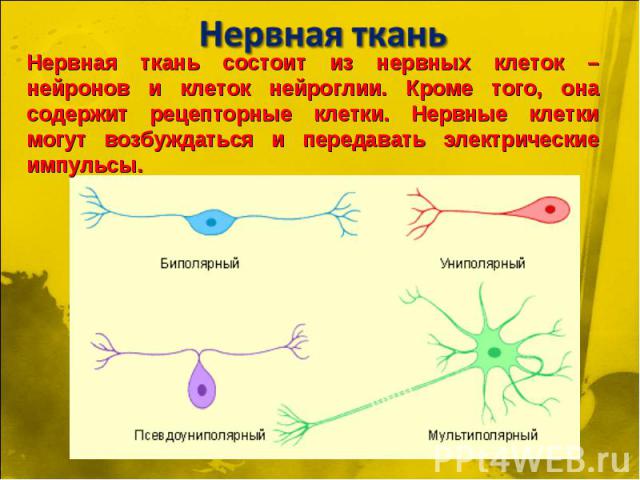 Нервная ткань Нервная ткань состоит из нервных клеток – нейронов и клеток нейроглии. Кроме того, она содержит рецепторные клетки. Нервные клетки могут возбуждаться и передавать электрические импульсы.