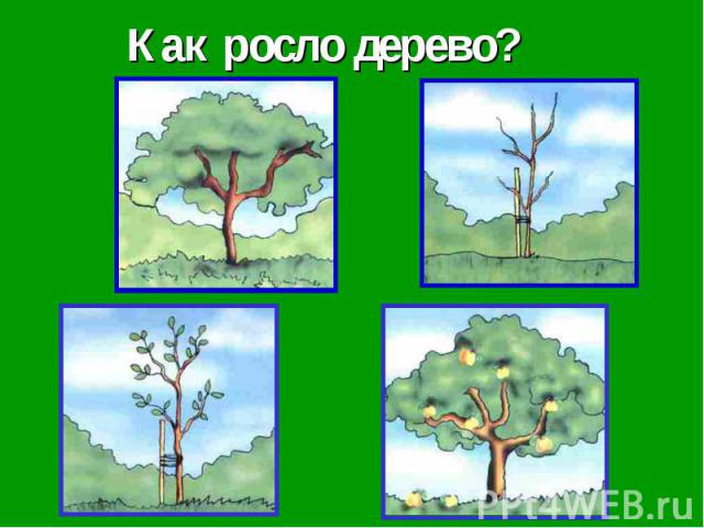 Как росло дерево?