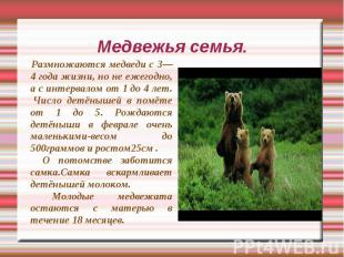 Медвежья семья. Размножаются медведи с 3—4 года жизни, но не ежегодно, а с интер