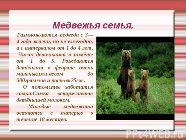 Медвежья семья. Размножаются медведи с 3—4 года жизни, но не ежегодно, а с интервалом от 1 до 4 лет. Число детёнышей в помёте от 1 до 5. Рождаются детёныши в феврале очень маленькими-весом до 500граммов и ростом25см . О потомстве заботится самка.Сам…