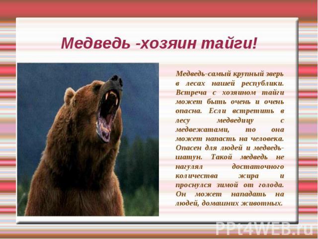 Медведь -хозяин тайги! Медведь-самый крупный зверь в лесах нашей республики. Встреча с хозяином тайги может быть очень и очень опасна. Если встретить в лесу медведицу с медвежатами, то она может напасть на человека. Опасен для людей и медведь-шатун.…