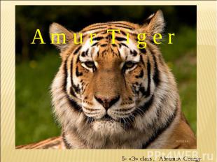 Amur Tiger 5- «Э» class , Abramov Georgy