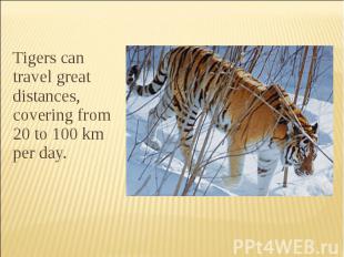 Tigers can travel great distances, covering from 20 to 100 km per day.