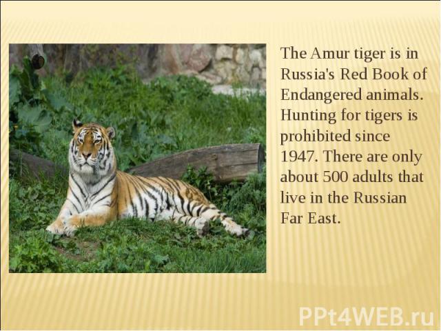 The Amur tiger is in Russia's Red Book of Endangered animals. Hunting for tigers is prohibited since 1947. There are only about 500 adults that live in the Russian Far East.