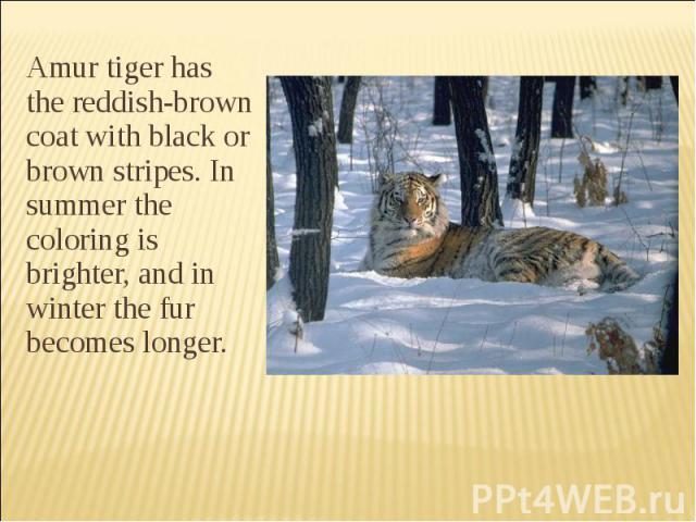 Amur tiger has the reddish-brown coat with black or brown stripes. In summer the coloring is brighter, and in winter the fur becomes longer.