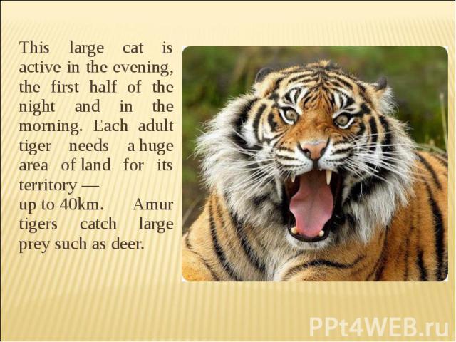 This large cat is active in the evening, the first half of the night and in the morning. Each adult tiger needs a huge area of land for its territory — up to 40km. Amur tigers catch large prey such as deer.