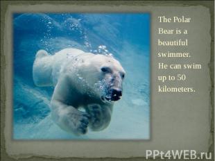 The Polar Bear is a beautiful swimmer. He can swim up to 50 kilometers.
