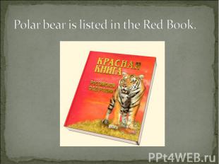 Polar bear is listed in the Red Book.