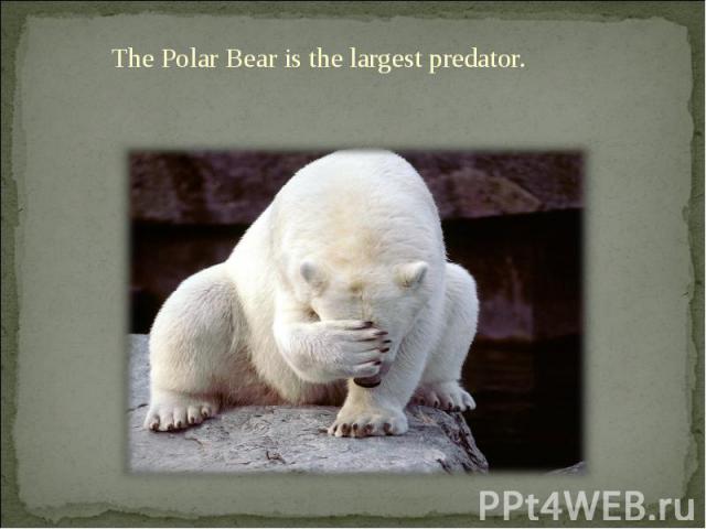 The Polar Bear is the largest predator.