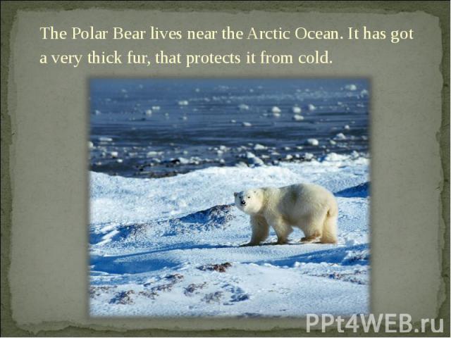 The Polar Bear lives near the Arctic Ocean. It has got a very thick fur, that protects it from cold.