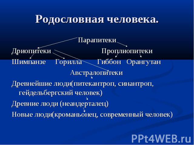 Родословная человека.Парапитеки Дриопитеки Проплиопитеки Шимпанзе Горилла Гиббон Орангутан Австралопитеки Древнейшие люди(питекантроп, синантроп, гейдельбергский человек) Древние люди (неандерталец) Новые люди(кроманьонец, современный человек)