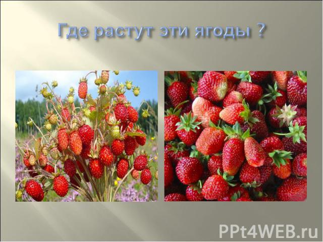 Где растут эти ягоды ?