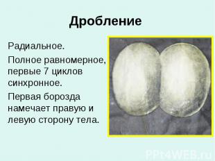 Дробление Радиальное. Полное равномерное, первые 7 циклов синхронное. Первая бор