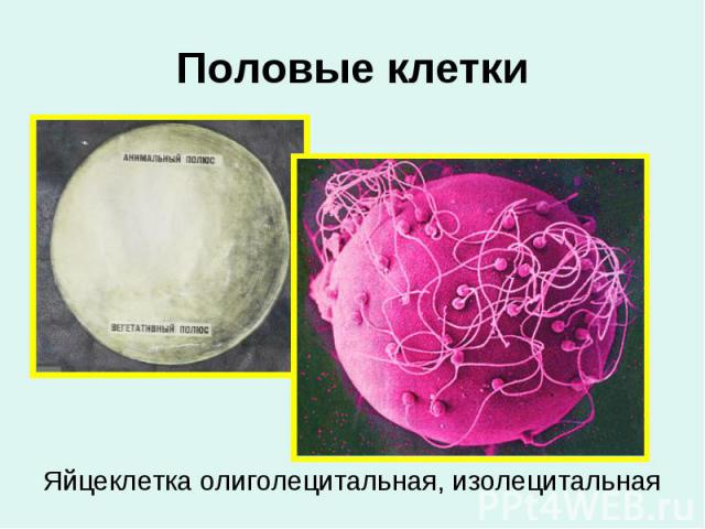 Половые клетки Яйцеклетка олиголецитальная, изолецитальная