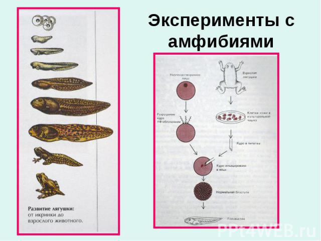 Эксперименты с амфибиями