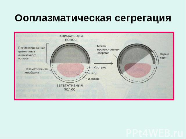 Ооплазматическая сегрегация