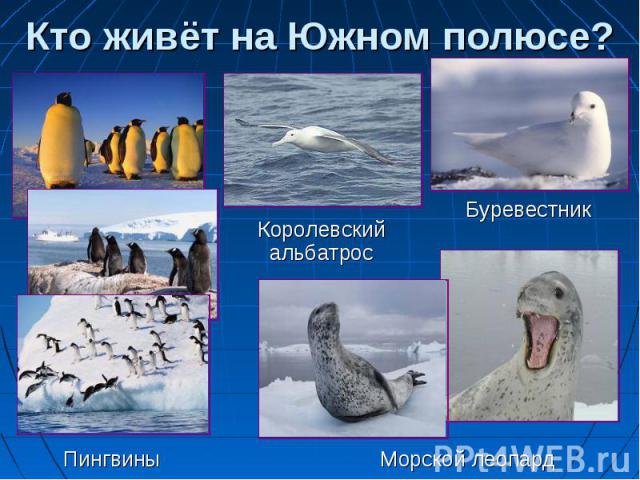 Кто живёт на Южном полюсе? Королевский альбатрос Буревестник Пингвины Морской леопард
