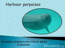 Harbour porpoises
