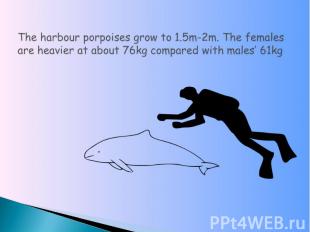 The harbour porpoises grow to 1.5m-2m. The females are heavier at about 76kg com