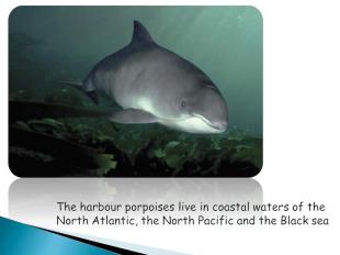 The harbour porpoises live in coastal waters of the North Atlantic, the North Pa