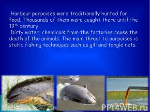 Harbour porpoises were traditionally hunted for food. Thousands of them were cau