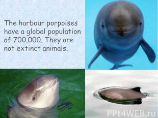 The harbour porpoises have a global population of 700.000. They are not extinct