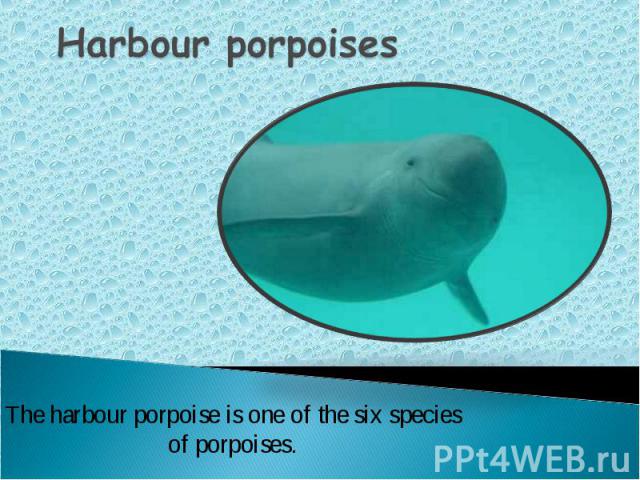 Harbour porpoises The harbour porpoise is one of the six species of porpoises.