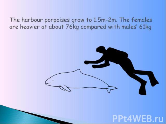 The harbour porpoises grow to 1.5m-2m. The females are heavier at about 76kg compared with males’ 61kg