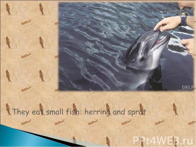 They eat small fish: herring and sprat