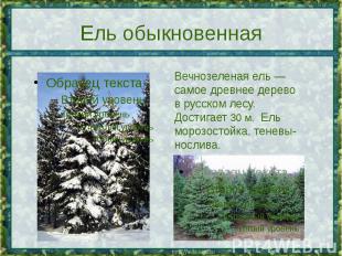 Ель обыкновенная Вечнозеленая ель — самое древнее дерево в русском лесу. Достига