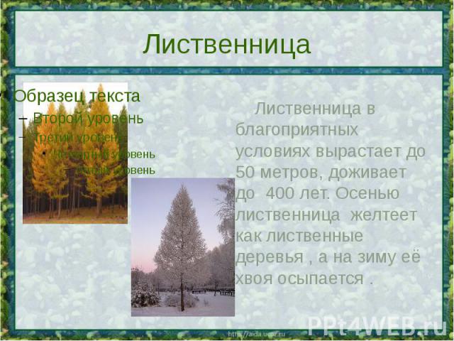 Лиственница Лиственница в благоприятных условиях вырастает до 50 метров, доживает до 400 лет. Осенью лиственница желтеет как лиственные деревья , а на зиму её хвоя осыпается .