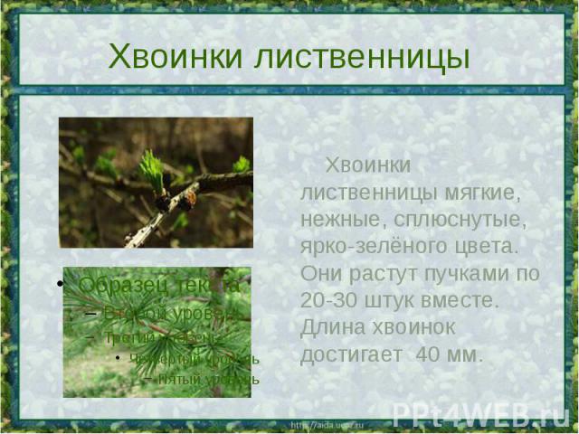 Хвоинки лиственницы Хвоинки лиственницы мягкие, нежные, сплюснутые, ярко-зелёного цвета. Они растут пучками по 20-30 штук вместе. Длина хвоинок достигает 40 мм.
