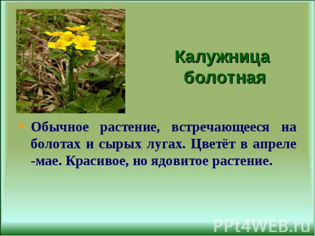 Калужница болотная Обычное растение, встречающееся на болотах и сырых лугах. Цветёт в апреле -мае. Красивое, но ядовитое растение.