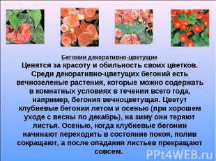 Бегонии декоративно-цветущие Ценятся за красоту и обильность своих цветков. Сред