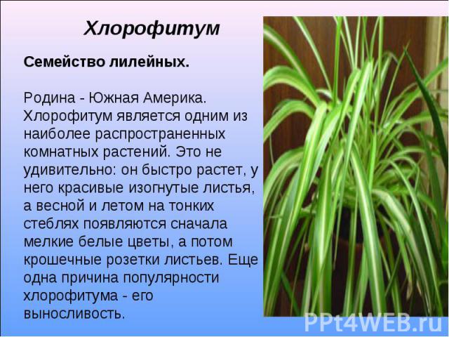 Хлорофитум Семейство лилейных. Родина - Южная Америка. Хлорофитум является одним из наиболее распространенных комнатных растений. Это не удивительно: он быстро растет, у него красивые изогнутые листья, а весной и летом на тонких стеблях появляются с…