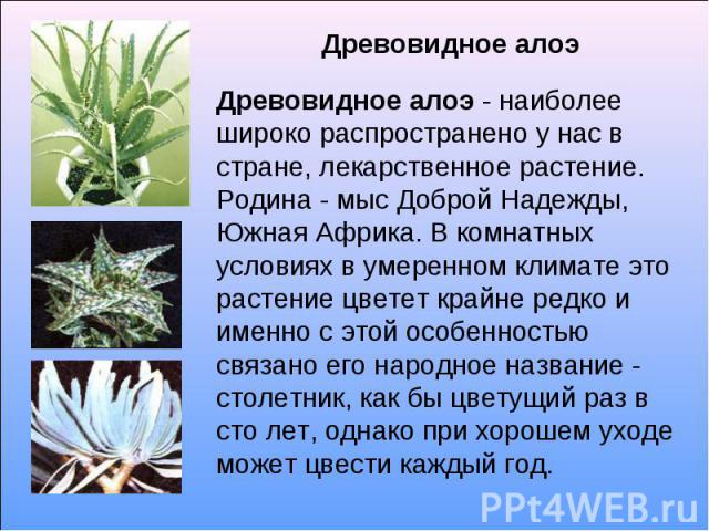 Древовидное алоэ Древовидное алоэ - наиболее широко распространено у нас в стране, лекарственное растение. Родина - мыс Доброй Надежды, Южная Африка. В комнатных условиях в умеренном климате это растение цветет крайне редко и именно с этой особеннос…