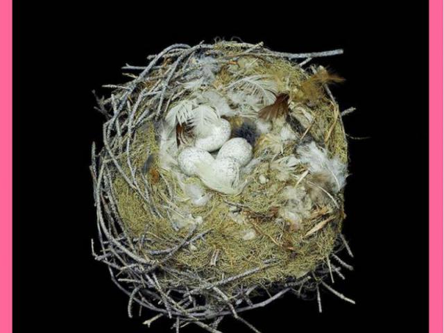 Гнездо канадской кукушки